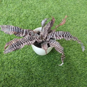 Cryptanthus zonatus “black magic” – Earth Star
