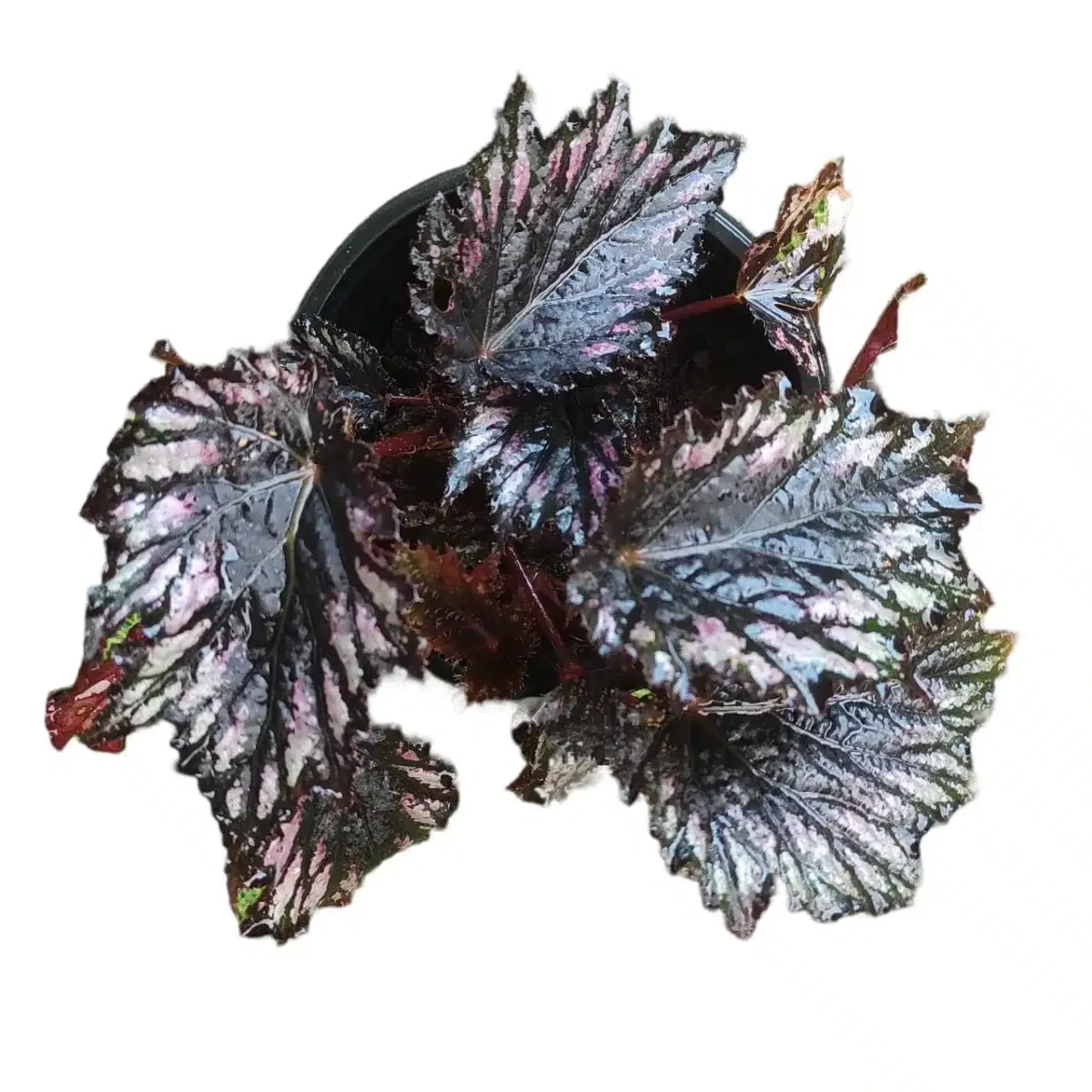 Buy Rex Begonia 'Helen Teupel' - Vibrant and Patterned Foliage - Image 3