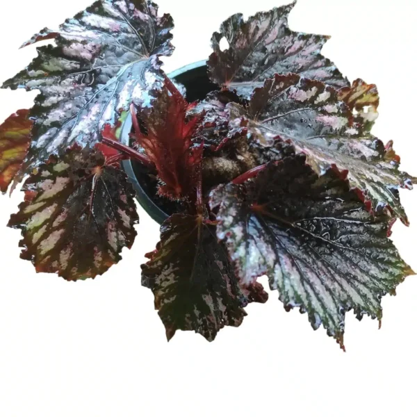 Buy Rex Begonia 'Helen Teupel' - Vibrant and Patterned Foliage