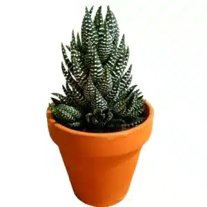 Haworthia Reinwardtii Zebra Wart Plants
