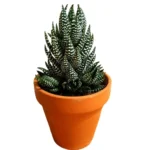 Haworthia Reinwardtii Zebra Wart Plants plant