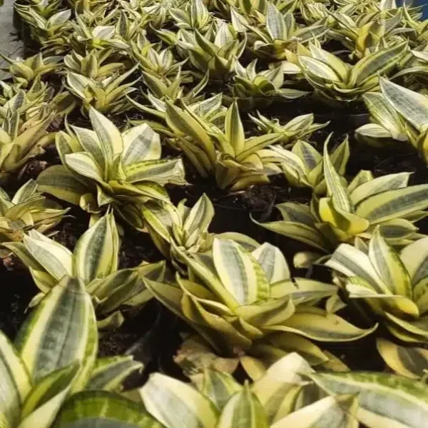 Buy Sansevieria Trifasciata Golden Hahnii Dwarf- Variegated Snake Indoor Plant - Image 2