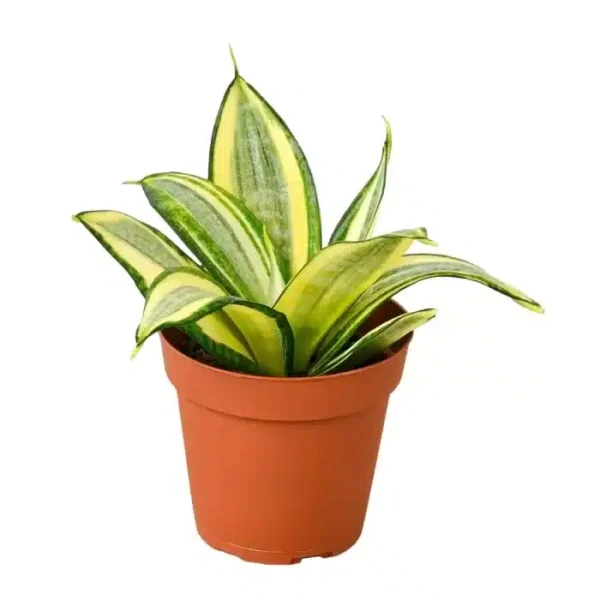 Buy Sansevieria Trifasciata Golden Hahnii Dwarf- Variegated Snake Indoor Plant