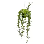 Dischidia Singularis (Apple Leaves) Plants - Exotic Indoor Plant
