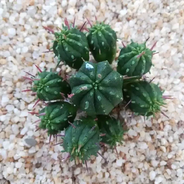 Buy Euphorbia Enopla Boiss var.Enopla - Striking Succulent Plant - Image 2