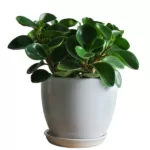 Peperomia Obtusifolia Green - Baby Rubber Plant for Easy Indoor Greenery