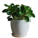 Peperomia Obtusifolia Green – Baby Rubber Plant for Easy Indoor Greenery plant