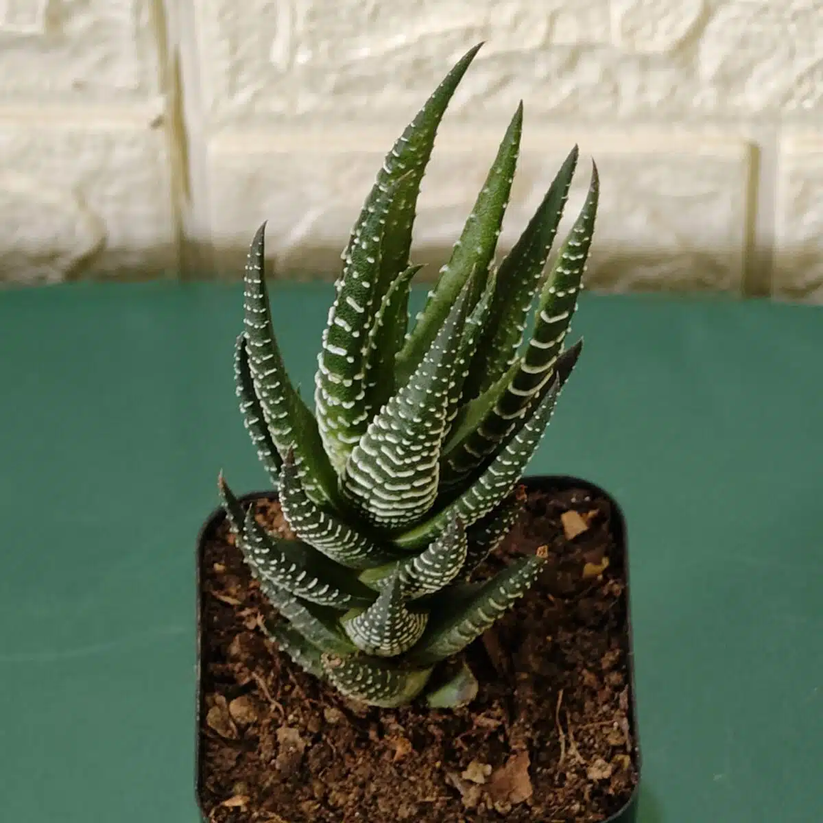 Haworthia Reinwardtii Zebra Wart Plants - Image 6