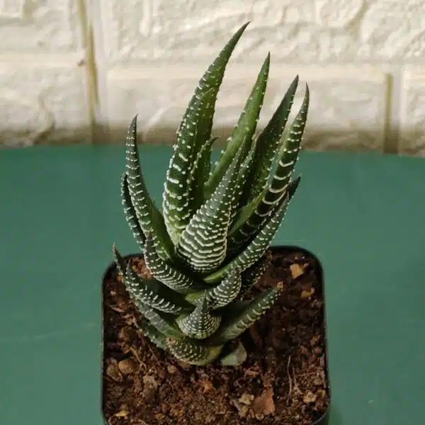 Haworthia Reinwardtii Zebra Wart Plants - Image 6