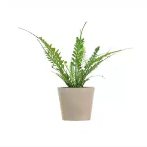Kenzoi Fern (Asplenium Kenzoi) – A Stunning Tropical Plant for Indoor Spaces