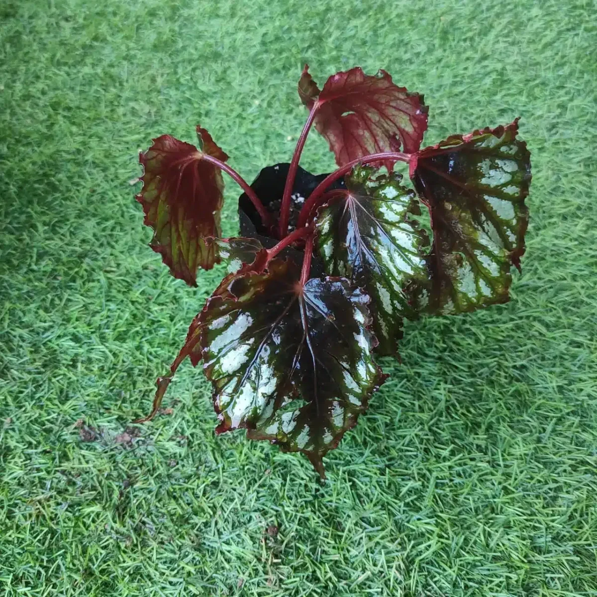 Buy Rex Begonia 'Helen Teupel' - Vibrant and Patterned Foliage - Image 2