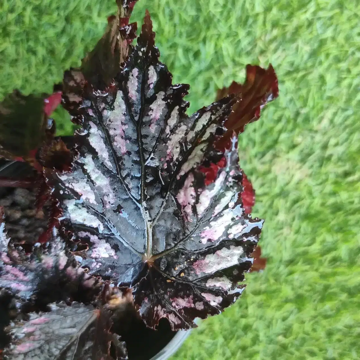 Buy Rex Begonia 'Helen Teupel' - Vibrant and Patterned Foliage - Image 4