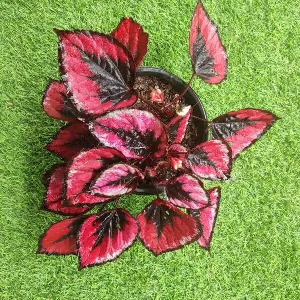 Vibrant Rex Begonia Red Kiss Plants - Easy to Care for Houseplants