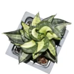 Buy Sansevieria trifasciata hahni 'Silver Swirls' - Low-Maintenance Succulent