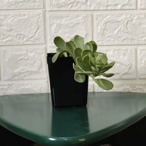 Trailing Jade (Kleinia Petraea)Senecio Jacobsenii - Image 5