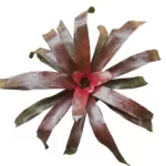 Bromeliad Neoregelia 'Royal Burgundy' | Vibrant Plant for Indoor and Outdoor Spaces