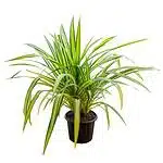 Pandanus Variegated Golden