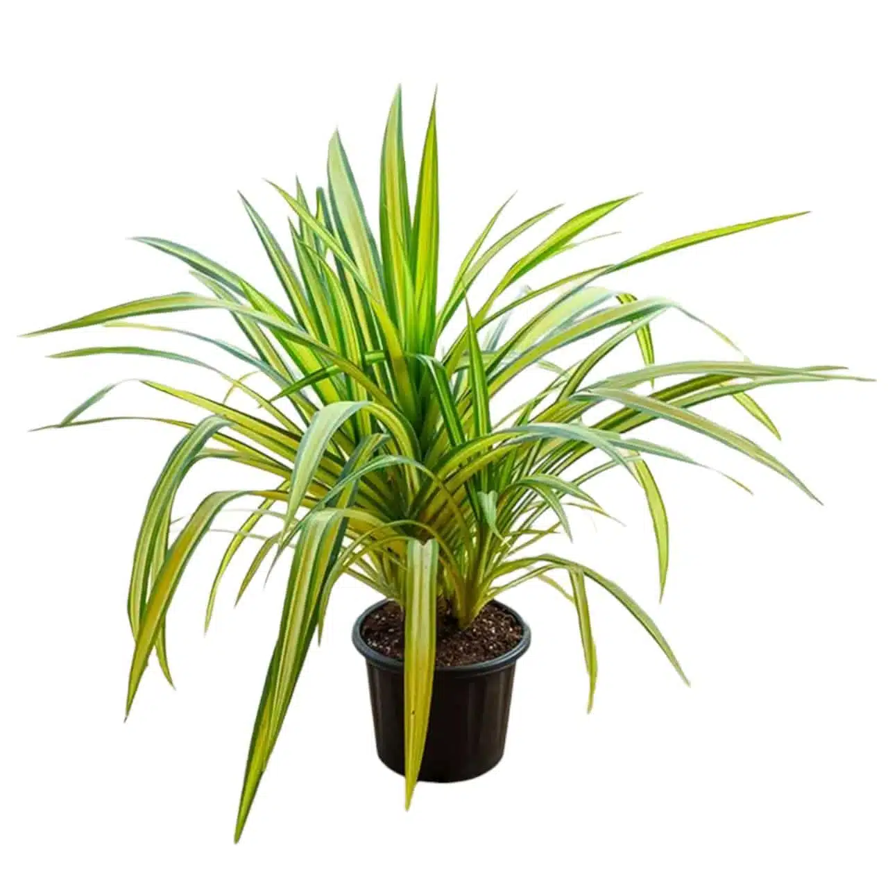Pandanus Variegated Golden - Image 1