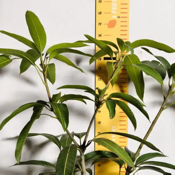 Miyazaki Mango Grafted Live Plant - Variety : Taiyo No Tamago (Eggs Of Sun) - Image 5