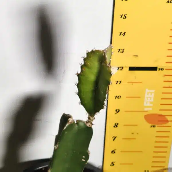 Dragon fruit Red(Hylocereus undatus) Live Plant - Image 5