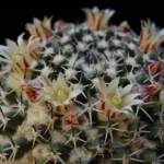 Mammillaria Confusa