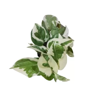 N’Joy Pothos (Epipremnum aureum ‘N’Joy’)