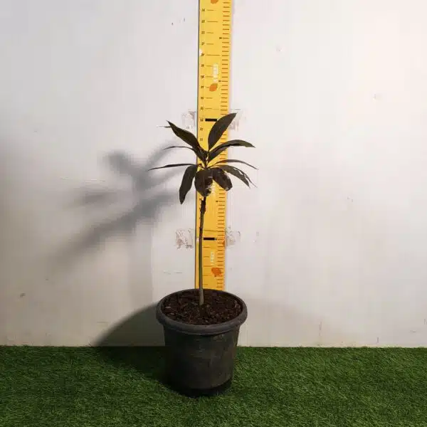 Indonesia Black Stone Mango grafted live plant - Image 2