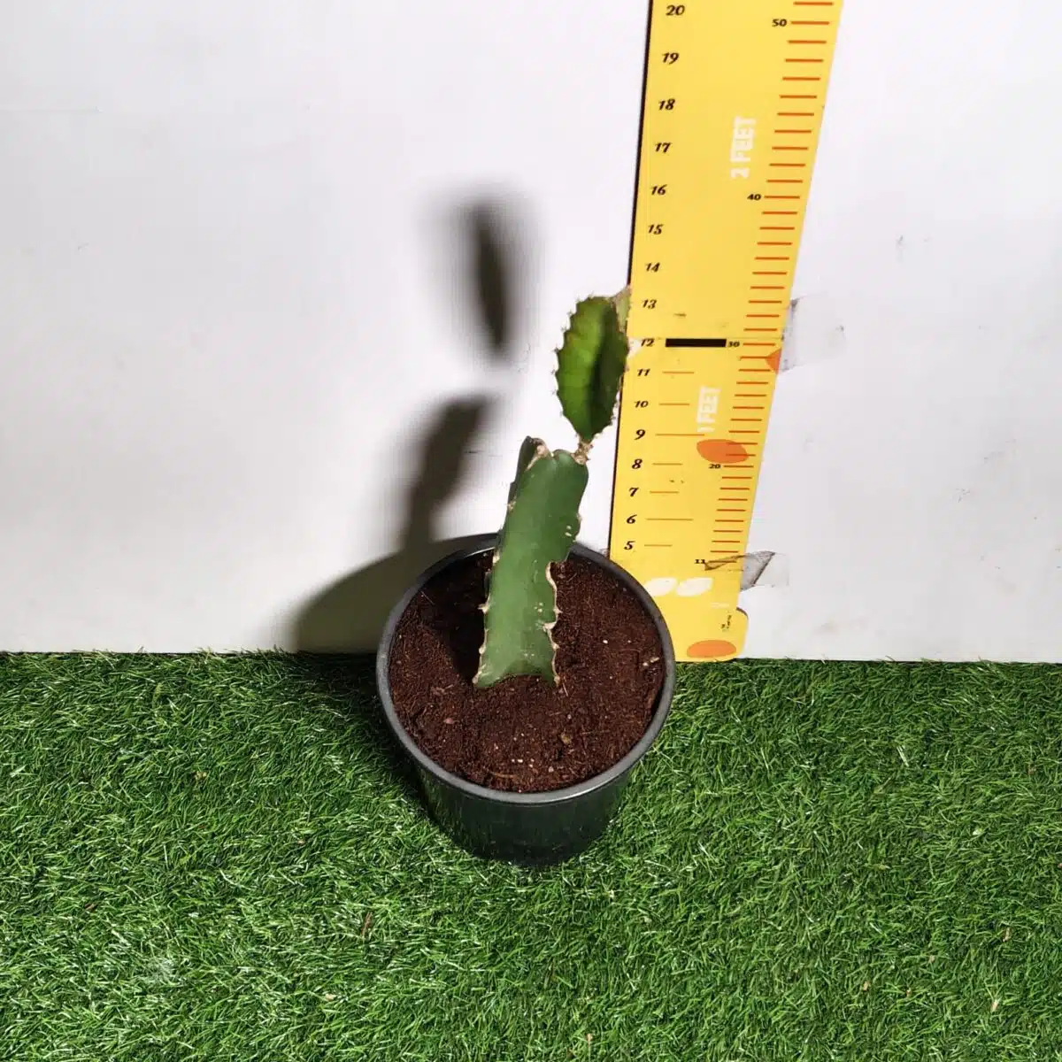 Dragon fruit Red(Hylocereus undatus) Live Plant - Image 7