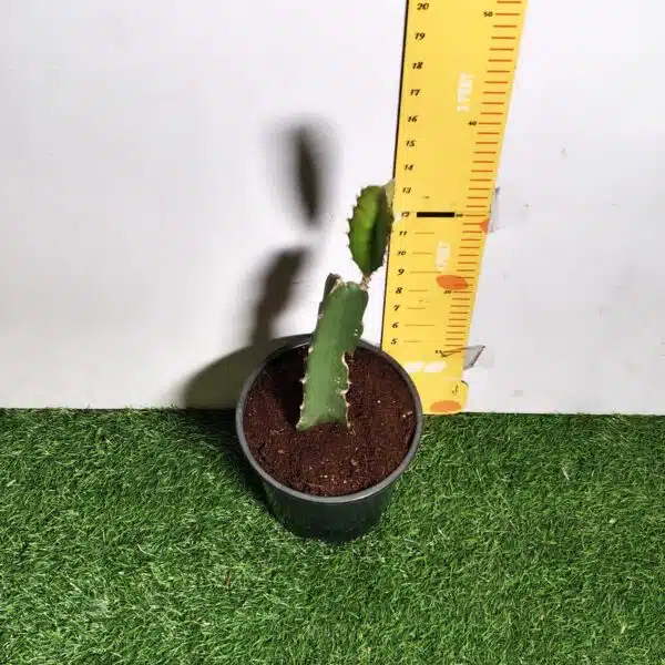 Dragon fruit Red(Hylocereus undatus) Live Plant - Image 7