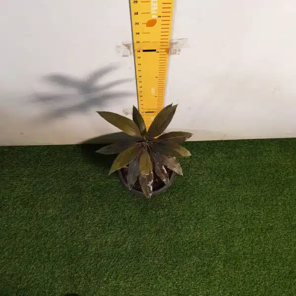 Indonesia Black Stone Mango grafted live plant - Image 9