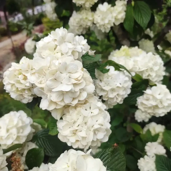 Viburnum plicatum f. plicatum 'Popcorn' (Japanese Snowball) - Image 6