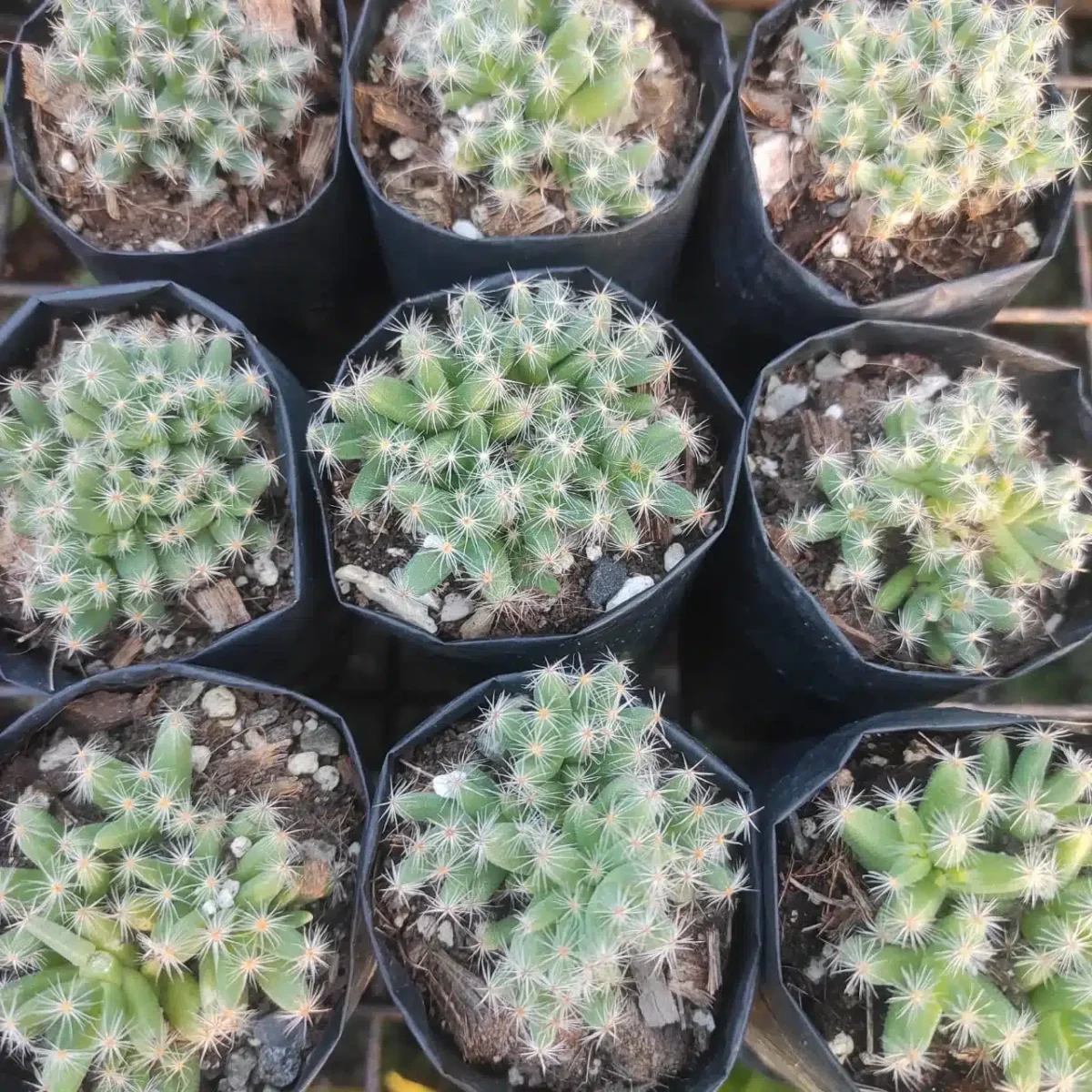 Trichodiadema Densum (Mini Desert Rose) Succulent Plant - Image 3