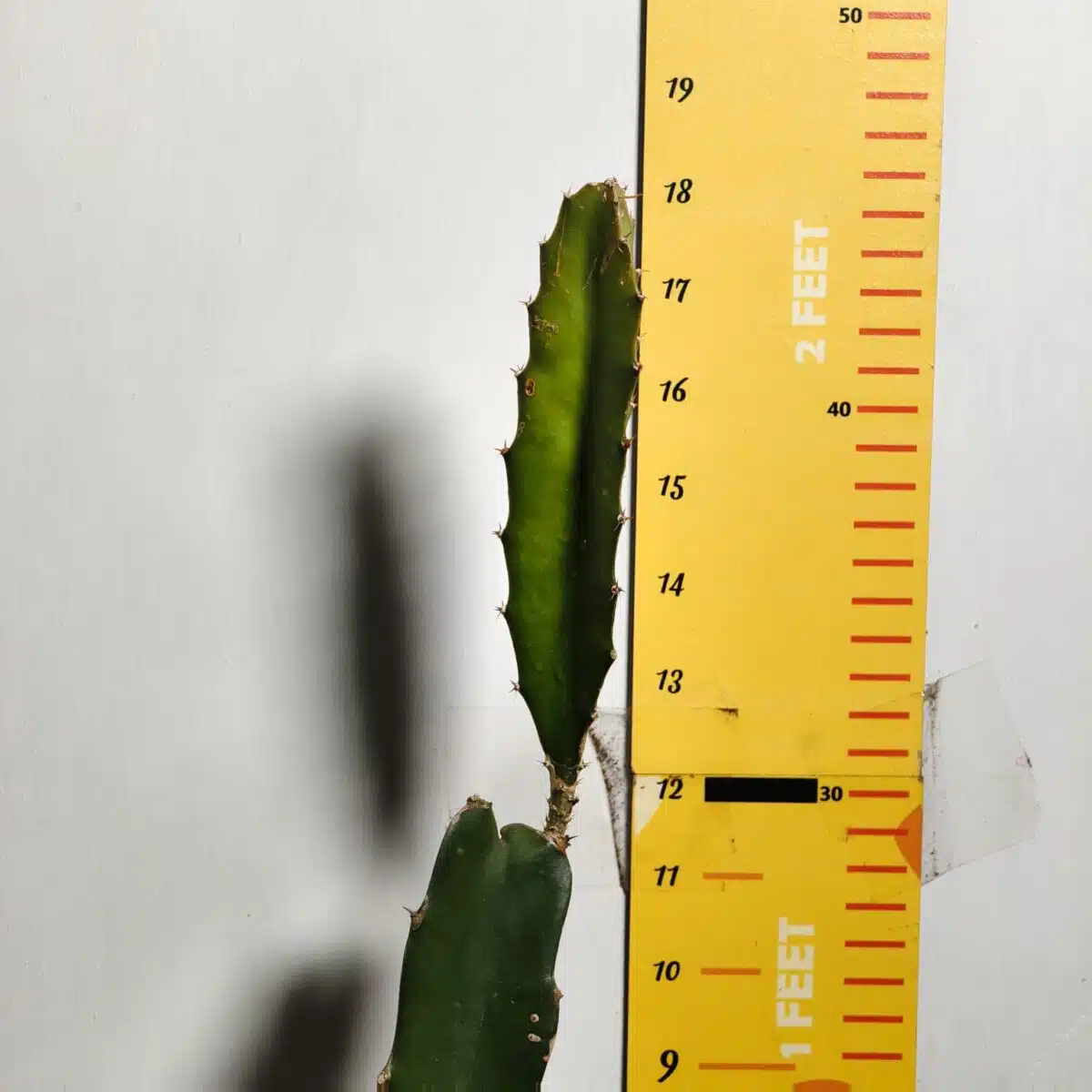 Dragon fruit Red(Hylocereus undatus) Live Plant - Image 4