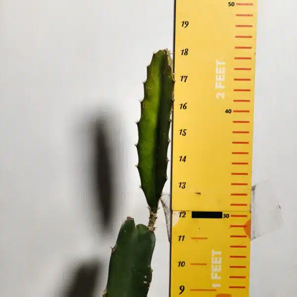 Dragon fruit Red(Hylocereus undatus) Live Plant - Image 4