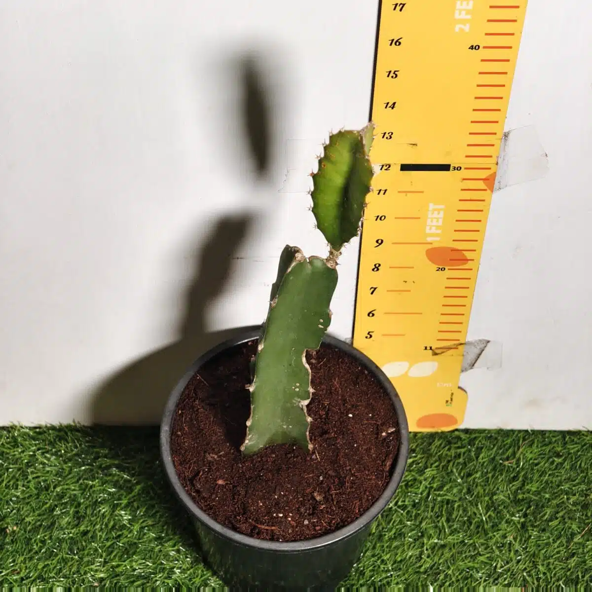 Dragon fruit Red(Hylocereus undatus) Live Plant - Image 8