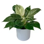 Philodendron Birkin Plants