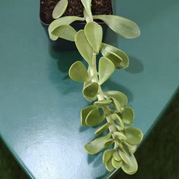 Trailing Jade (Kleinia Petraea)Senecio Jacobsenii - Image 7