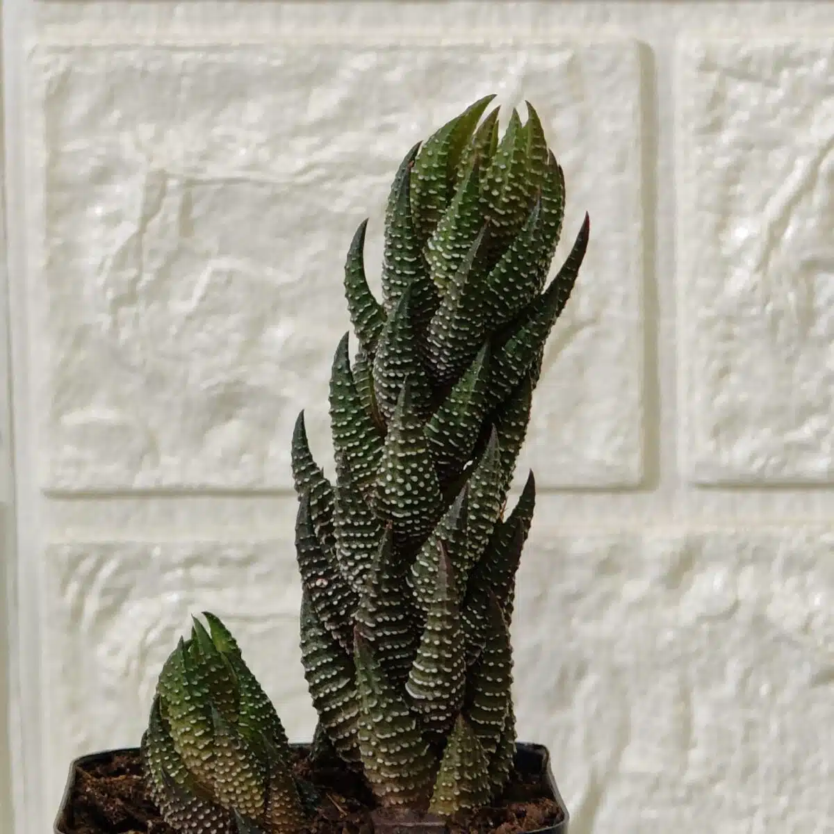 Haworthia Coarctata - Image 7