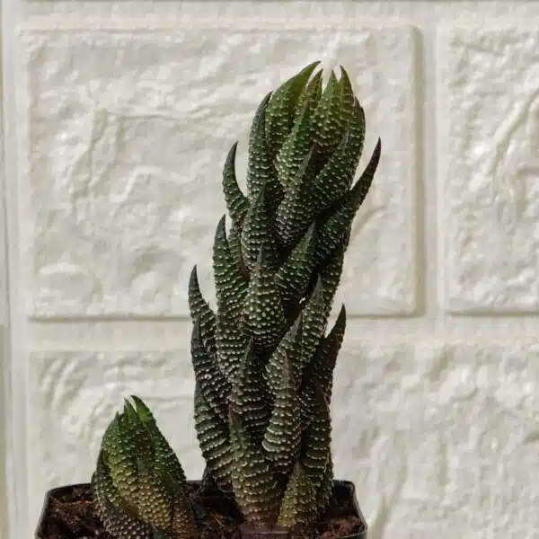Haworthia Coarctata - Image 7