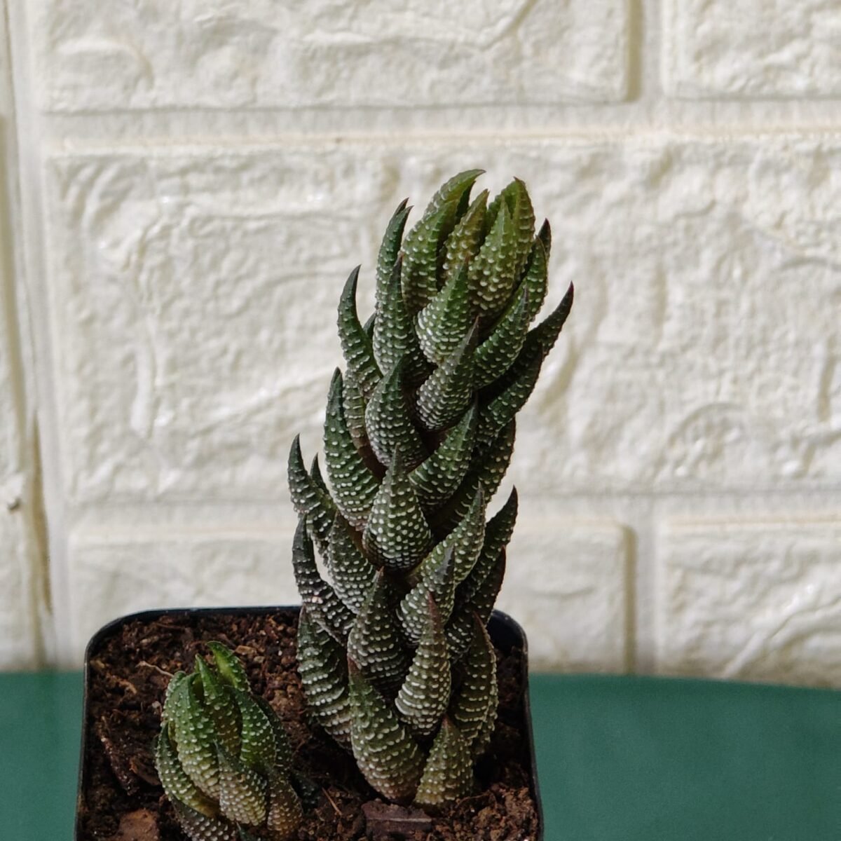 Haworthia Coarctata - Image 6