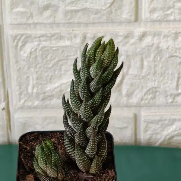 Haworthia Coarctata - Image 6