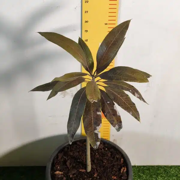Indonesia Black Stone Mango grafted live plant - Image 7