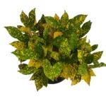 Croton Gold Dust (Codiaeum Variegatum)