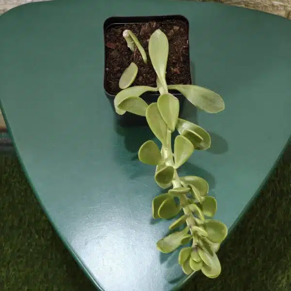 Trailing Jade (Kleinia Petraea)Senecio Jacobsenii - Image 6