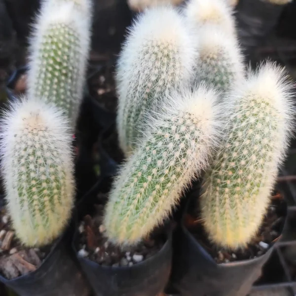 Cleistocactus strausii (Silver Torch Cactus) - Image 2