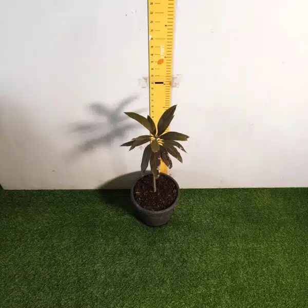 Indonesia Black Stone Mango grafted live plant - Image 5