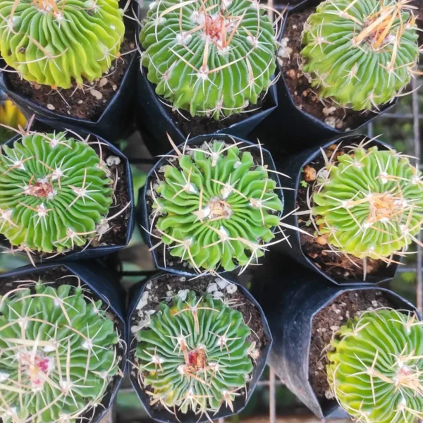 Stenocactus Multicostatus ‘ Brain Cactus ‘ - Image 2