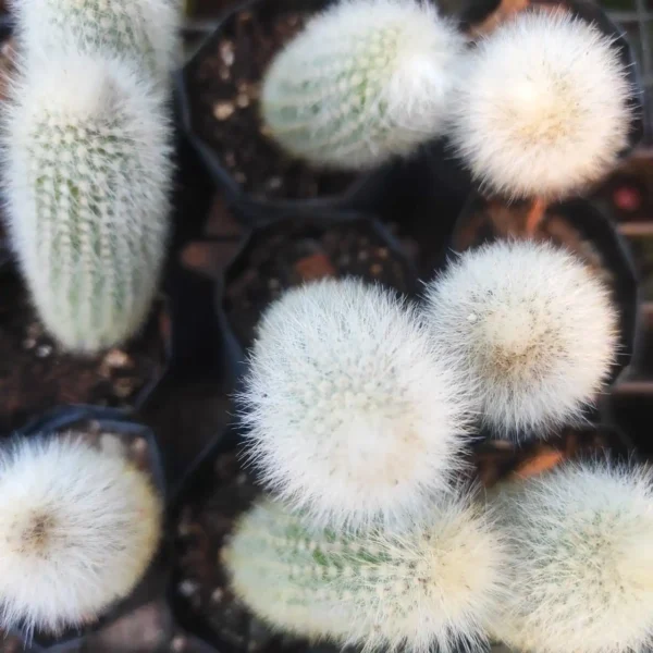 Cleistocactus strausii (Silver Torch Cactus) - Image 3