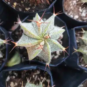 Astrophytum Ornatum (Monk’s Hood Cactus)