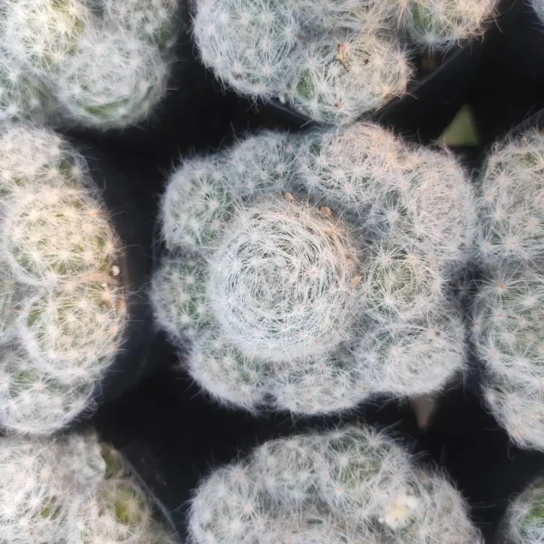 Mammillaria glassii var. ascensionis - Image 3